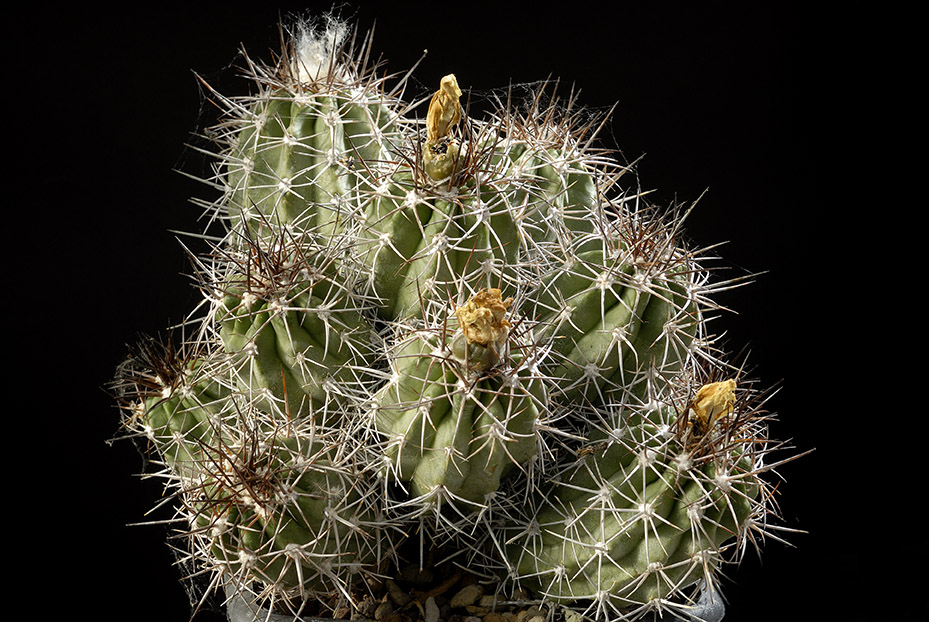 Copiapoa sp 16 cm 100.00 €.jpg